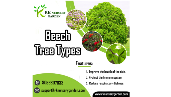beech tree types-rknursery garden