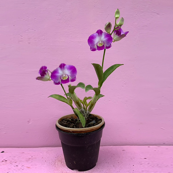 Dendropium orchid-rknursry garden