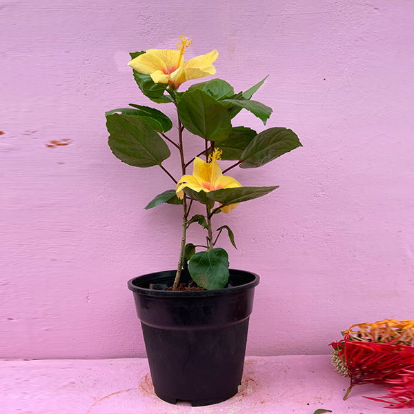 Hibiscus yellow hybrid Doublecolor plant-rknursery garden