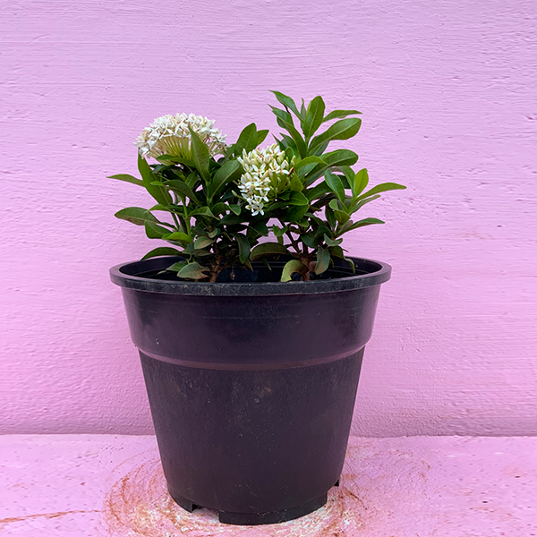 Ixora Mini dwarf (white) plant-rknursry garden
