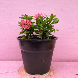 Ixora coccinea Nora Grant pink-rknursery garden