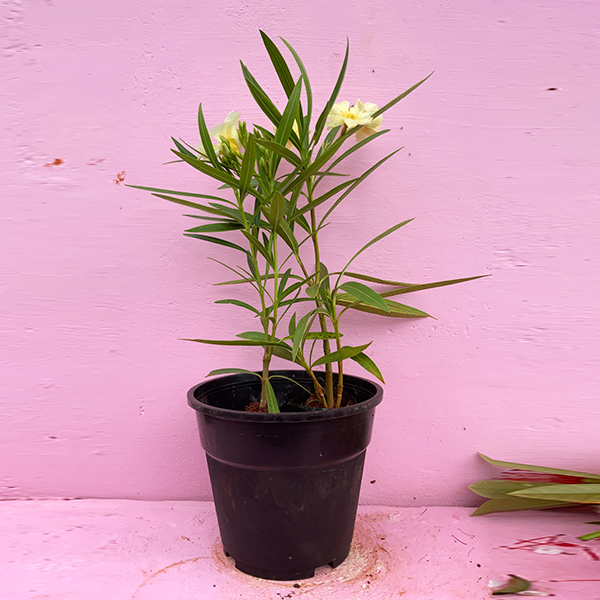 Kaner nerium oleander yellow