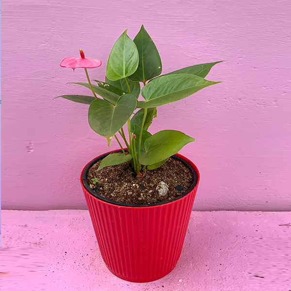 Anthurium pink