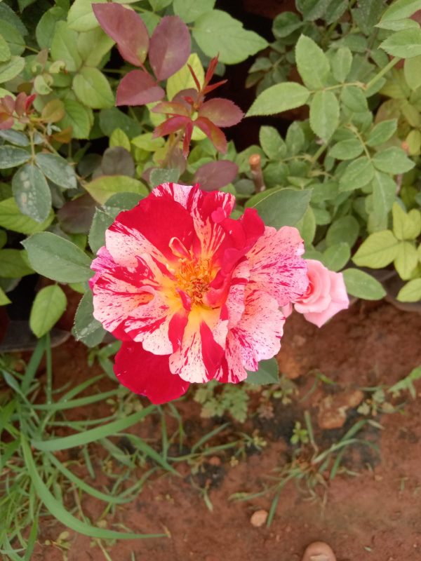 Double color red & pink rose