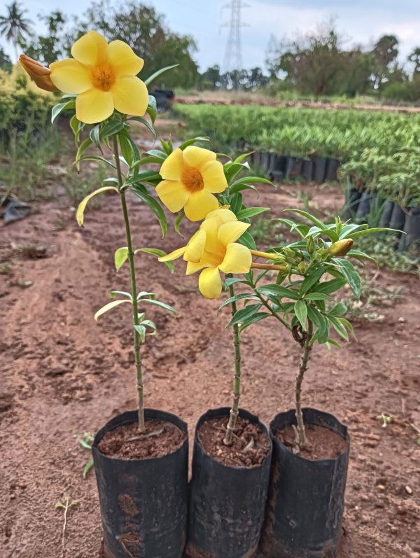 mini yellow alamanda