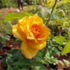 YELLOW ROSE - Image 2