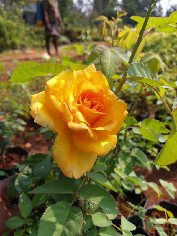 YELLOW ROSE