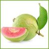 TAIWAN PINK GUAVA - Image 2