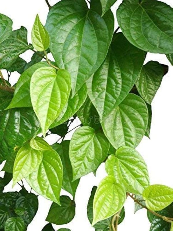BETEL VETRILAI PLANT