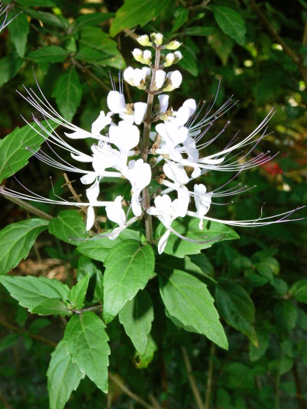 CAT WHISKER PLANT