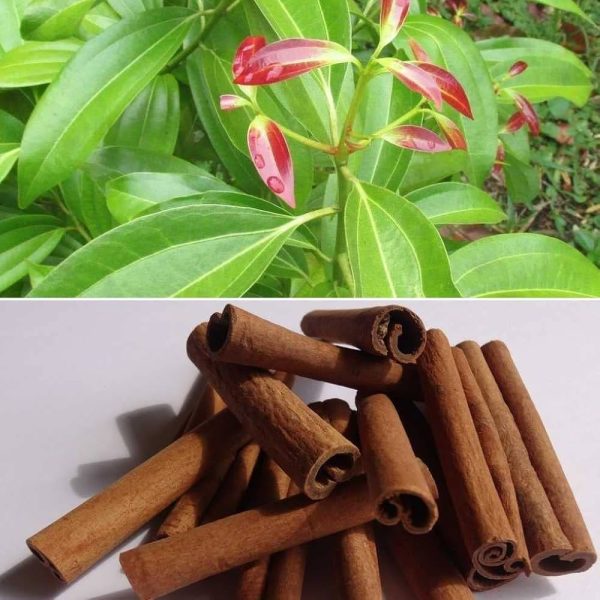 CINANMON LIVE PLANT