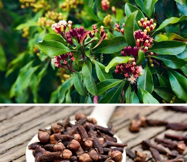 CLOVE LIVE PLANT