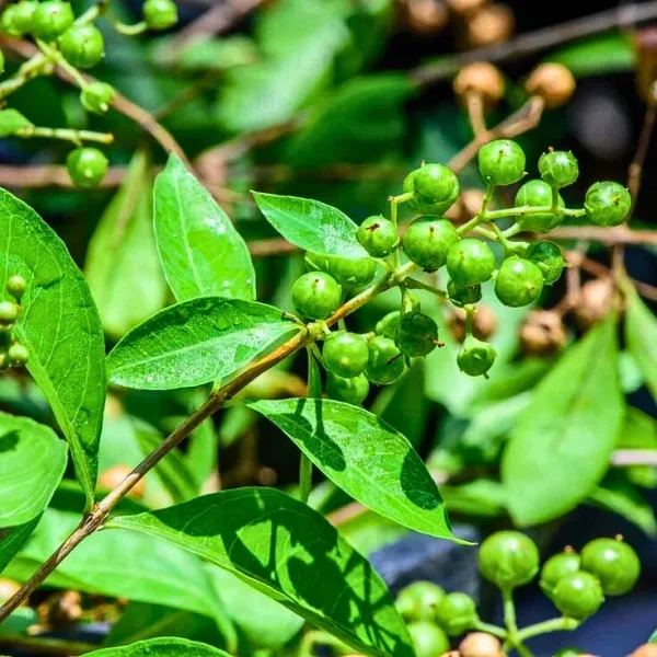 HENNA PLANT