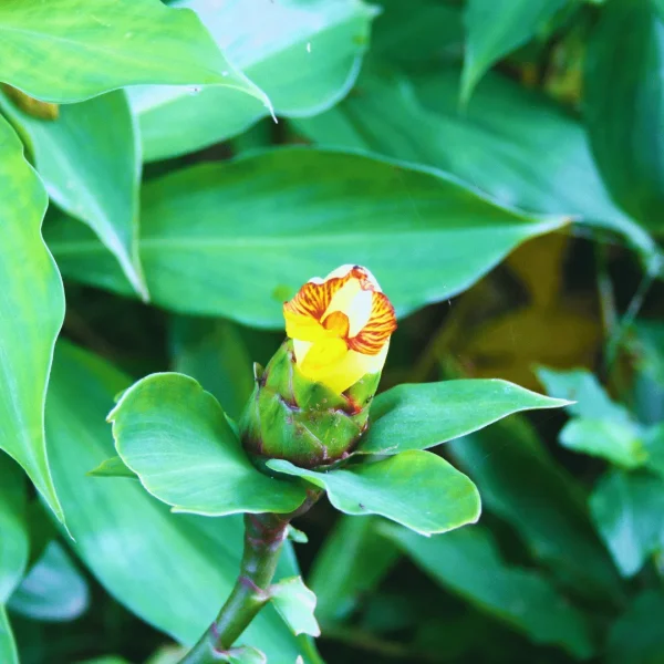 INSULIN LIVE PLANT