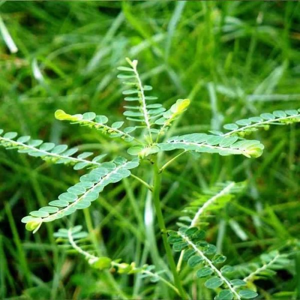 KEEZHANELLI PLANT