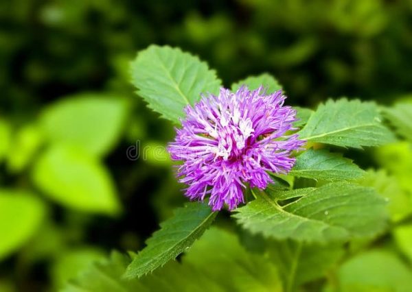 KESAVARDHINI PLANT