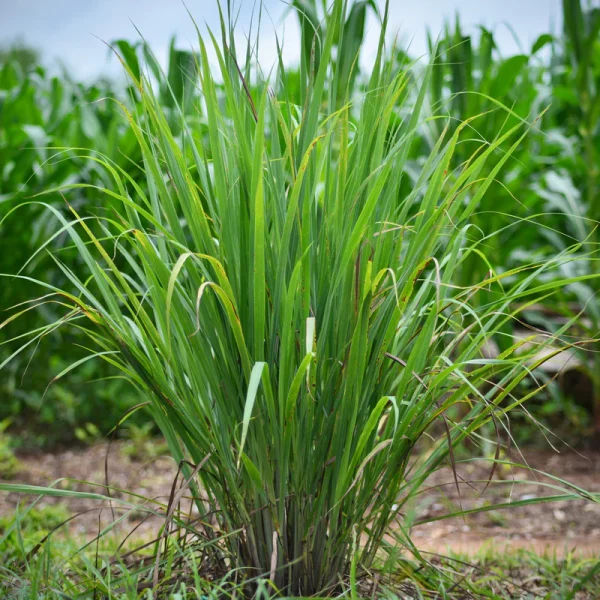 LEMON GRASS