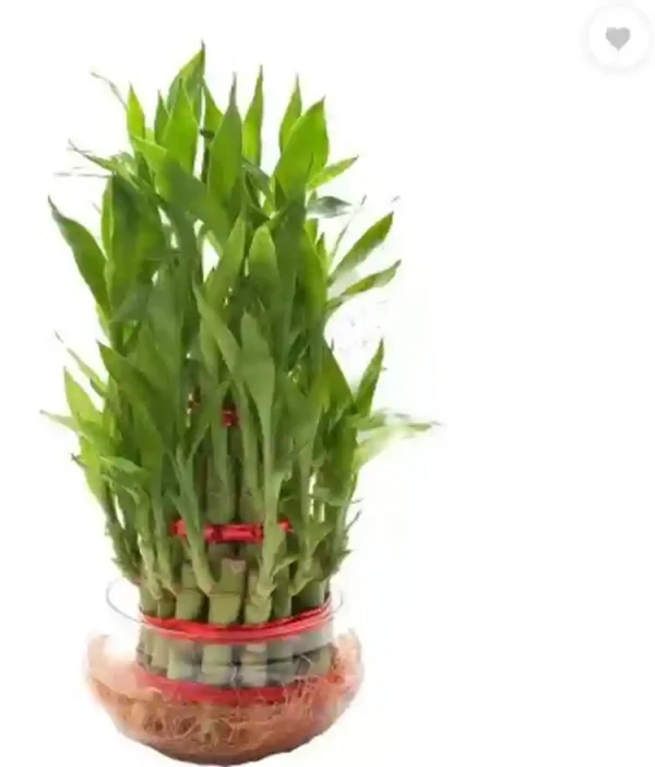 LUCKY BAMBOO LIVE PLANT