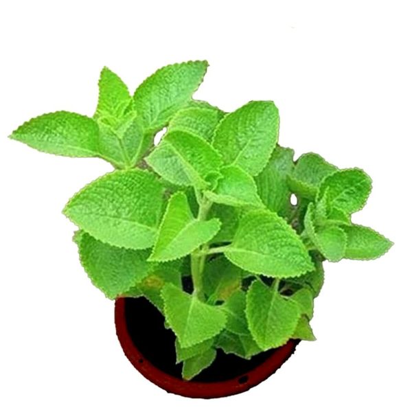 MAXICAN KARUPURAVALLI PLANT
