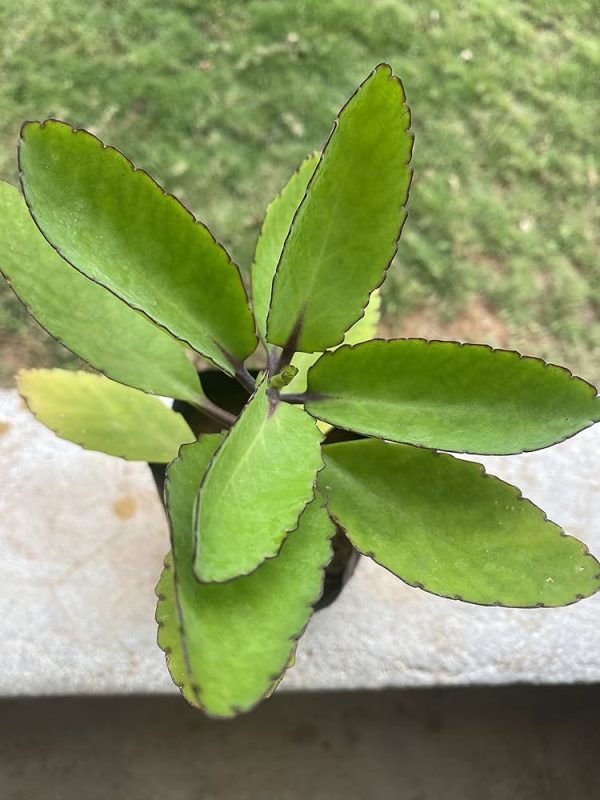 RANAKALLI LIVE PLANT
