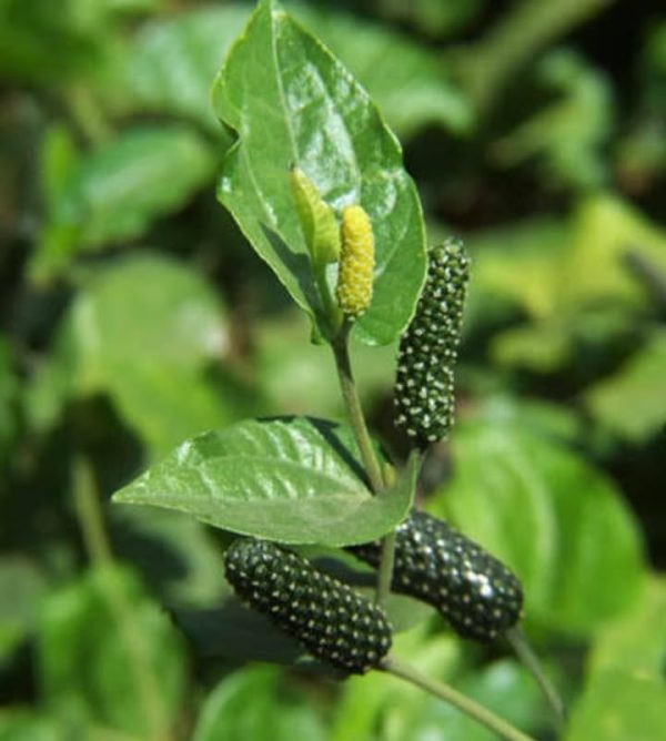THIPILI PLANT