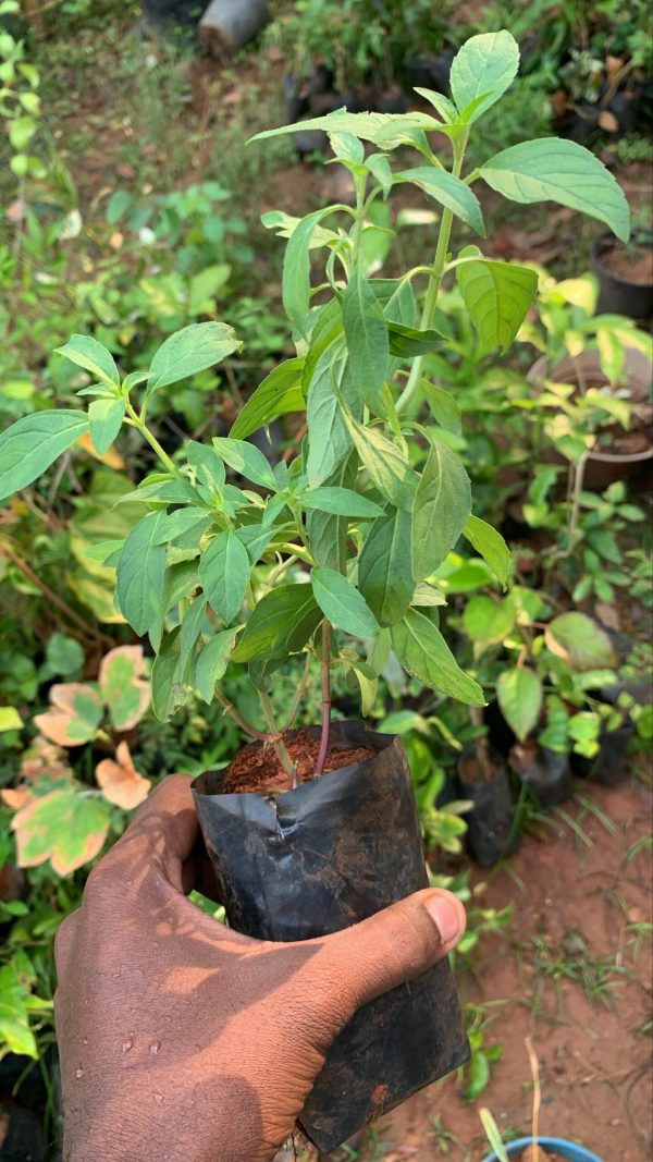 VICKS THULASI