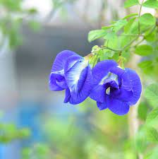 TWO LAYER BUTTERFLYPEA