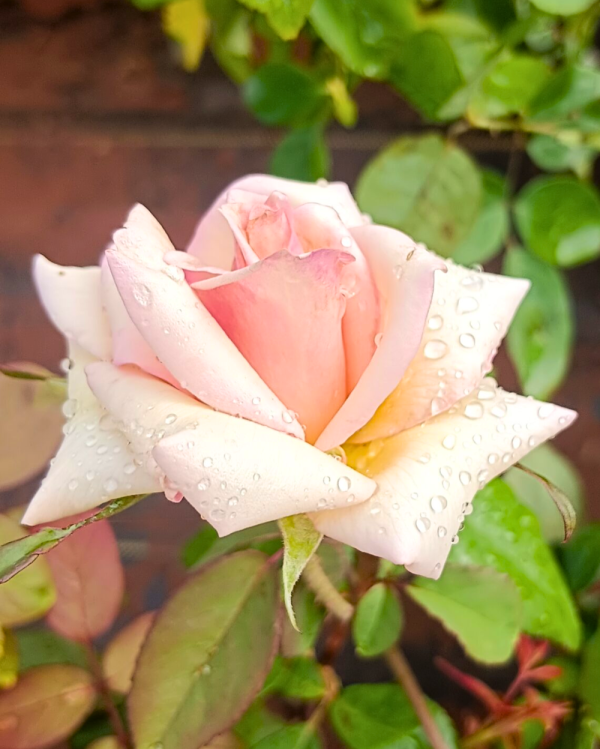 7DAYS ROSE