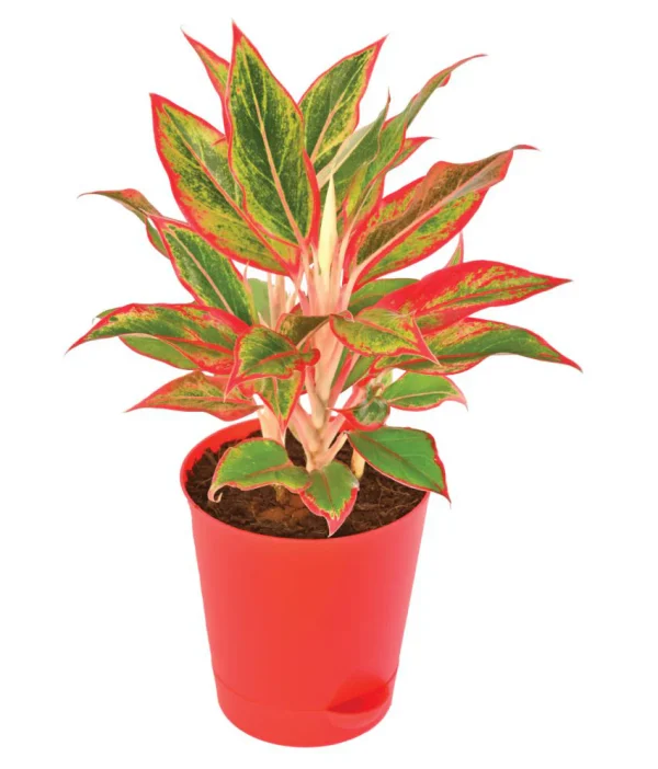 AGLAONEMA - LIVE PLANT