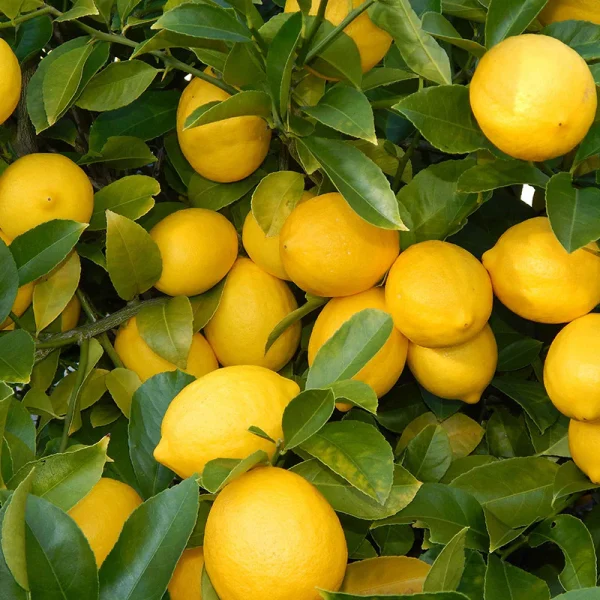 BALAJI LEMON