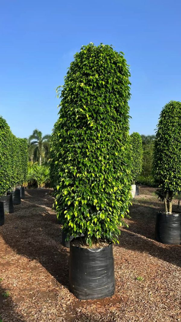 BLACK FICUS PLANT
