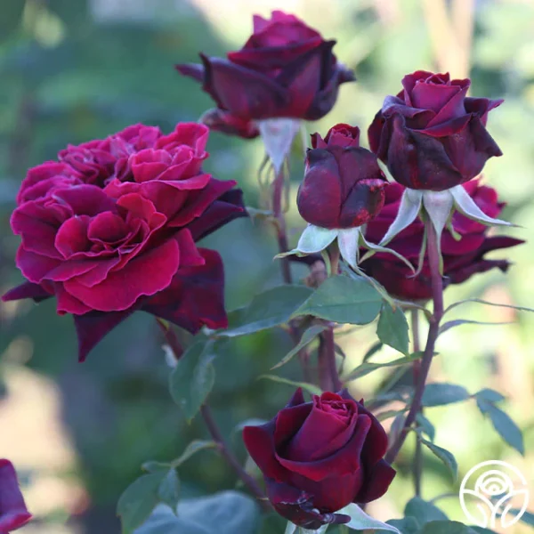 BLACK ROSE