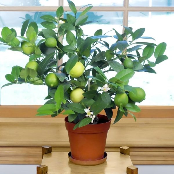 MARKET LEMON