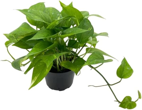 MONEY PLANT