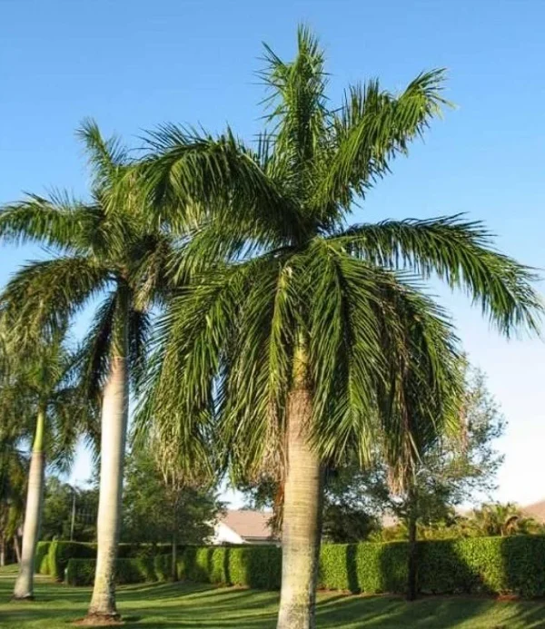 ROYAL PALM PLANT