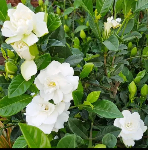 ORDINARY PARIJATHAM(நாடு)