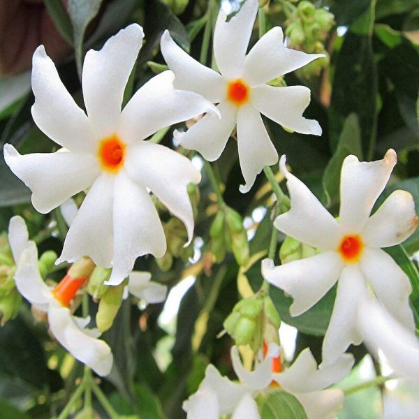 PAVALA MALLI