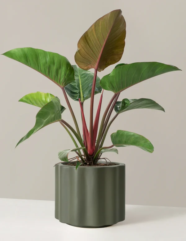 RED PHILODENDRON -LIVE PLANT