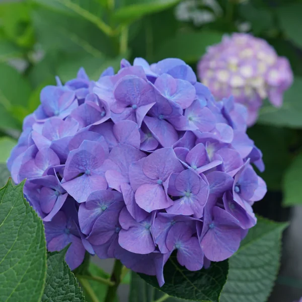 HYDRANGEA - LIVE PLANT