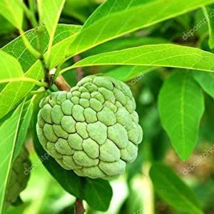 CUSTARD APPLE PLANT  ( சீதாப்பழ மரம் )