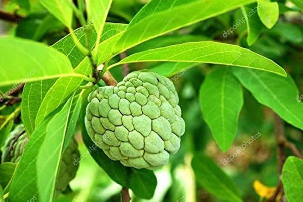 CUSTARD APPLE PLANT  ( சீதாப்பழ மரம் )