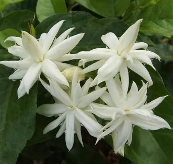 STAR MALLI