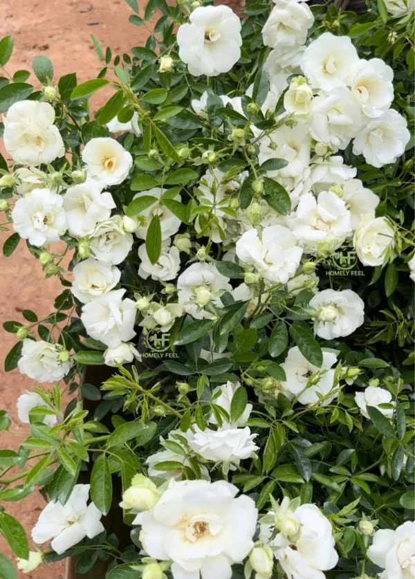 SUMMERSNOW ROSE
