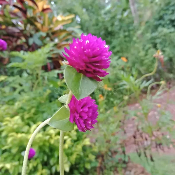 VADAMALLI
