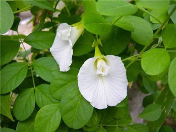 WHITE BUTTERFLYPEA