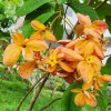 MUSSAENDA PLANT - Image 2