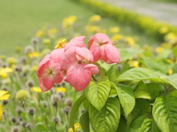 MUSSAENDA PLANT