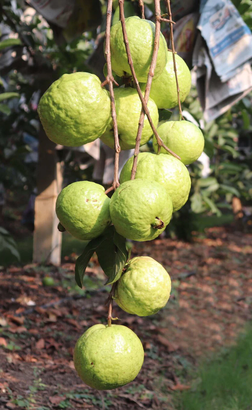 VNR GUAVA