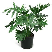 PHILODENDRON SELLOUM PLANT